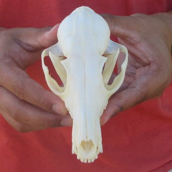 5-3/4" Red Fox Skull 