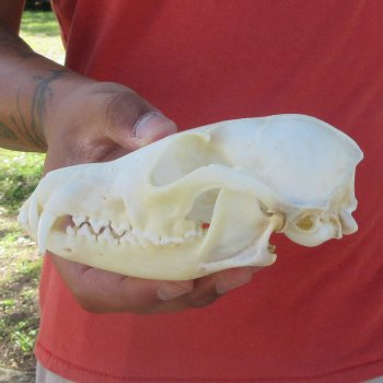 5-3/4" Red Fox Skull 