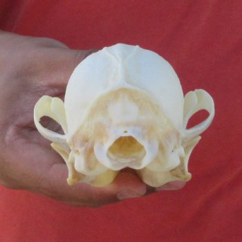 5-3/4" Red Fox Skull 