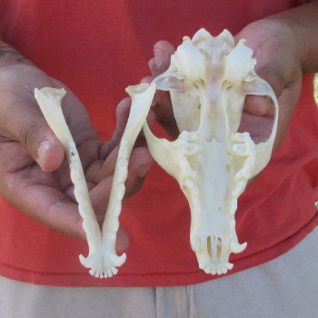 5-3/4" Red Fox Skull 
