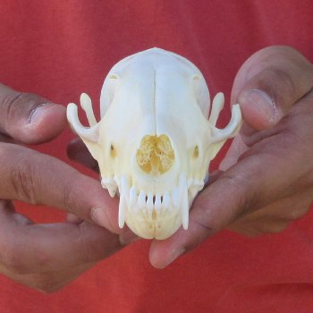 6" Red Fox Skull 