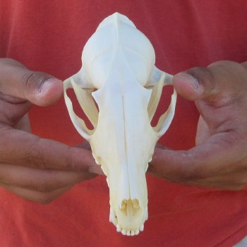 6" Red Fox Skull 
