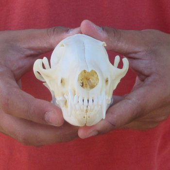 6" Red Fox Skull 