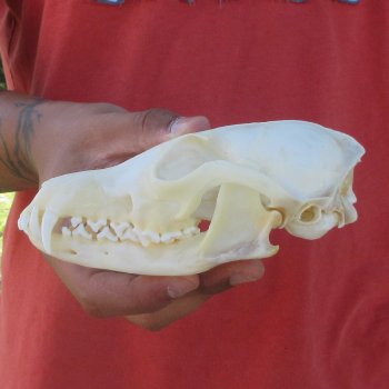 6" Red Fox Skull 