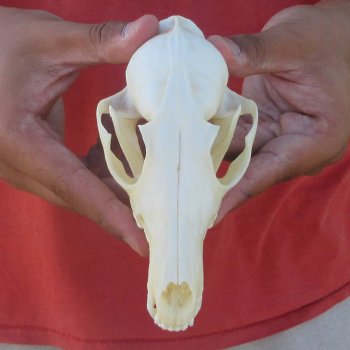 6" Red Fox Skull 