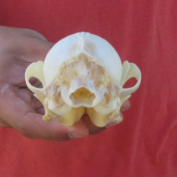 6" Red Fox Skull 