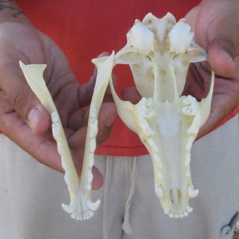 6" Red Fox Skull 