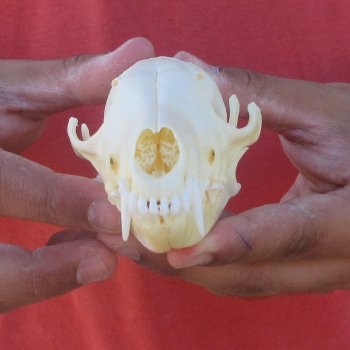 5-1/2" Red Fox Skull 