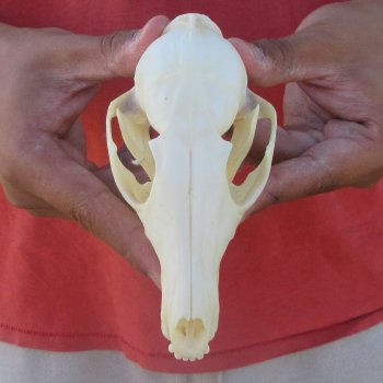 5-1/2" Red Fox Skull 