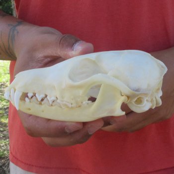 5-1/2" Red Fox Skull 