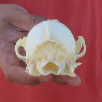 5-1/2" Red Fox Skull 