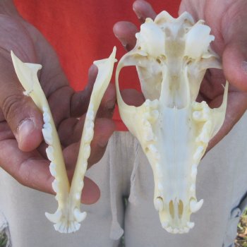 5-1/2" Red Fox Skull 