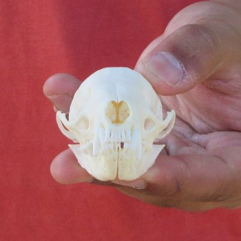 3" American Pine Marten Skull