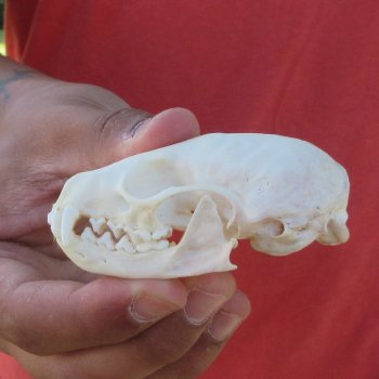 3" American Pine Marten Skull