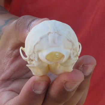 3" American Pine Marten Skull