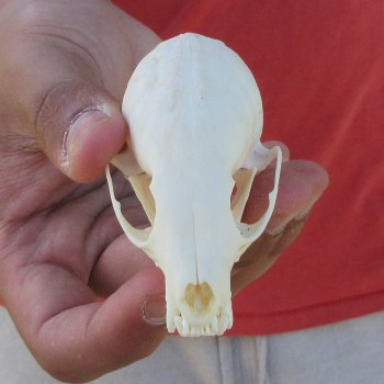 3" American Pine Marten Skull