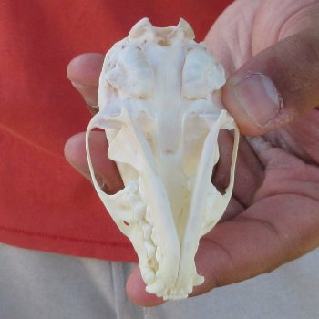 3" American Pine Marten Skull
