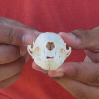 3-1/4" American Pine Marten Skull
