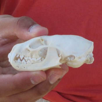 3-1/4" American Pine Marten Skull