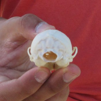 3-1/4" American Pine Marten Skull