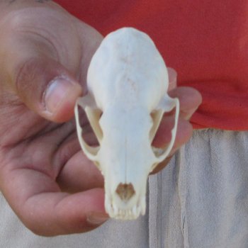 3-1/4" American Pine Marten Skull
