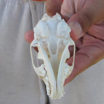 3-1/4" American Pine Marten Skull