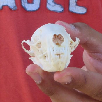 3-1/2" American Pine Marten Skull