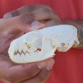 3-1/2" American Pine Marten Skull