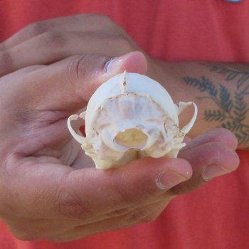 3-1/2" American Pine Marten Skull
