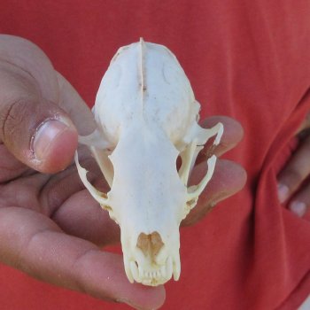 3-1/2" American Pine Marten Skull