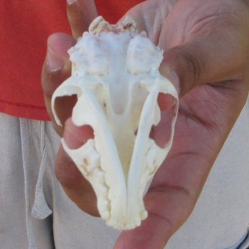 3-1/2" American Pine Marten Skull