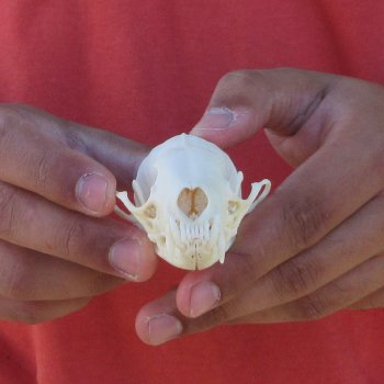 3-1/2" American Pine Marten Skull