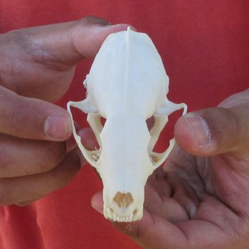 3-1/2" American Pine Marten Skull