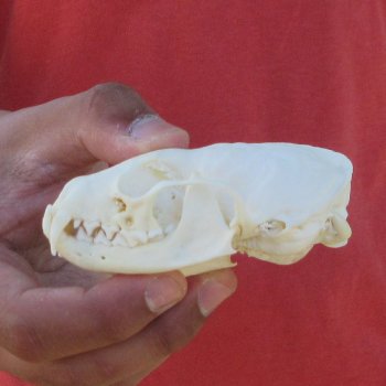 3-1/2" American Pine Marten Skull