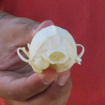 3-1/2" American Pine Marten Skull