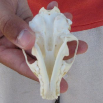 3-1/2" American Pine Marten Skull