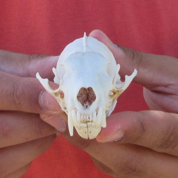 3-1/2" American Pine Marten Skull