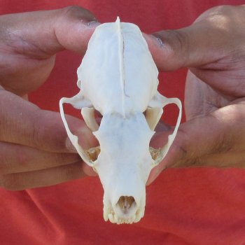 3-1/2" American Pine Marten Skull