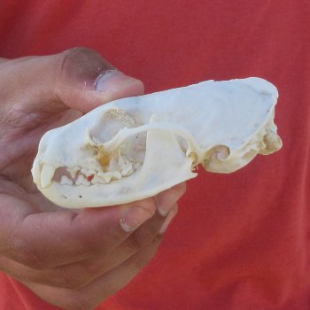 3-1/2" American Pine Marten Skull