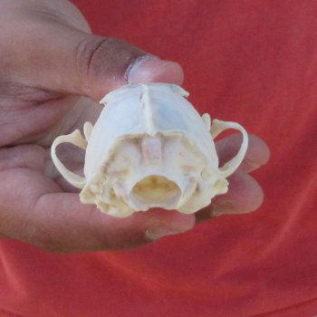 3-1/2" American Pine Marten Skull