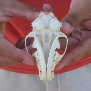 3-1/2" American Pine Marten Skull