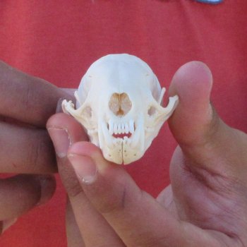 3-1/2" American Pine Marten Skull
