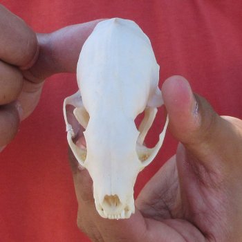 3-1/2" American Pine Marten Skull