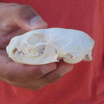 3-1/2" American Pine Marten Skull