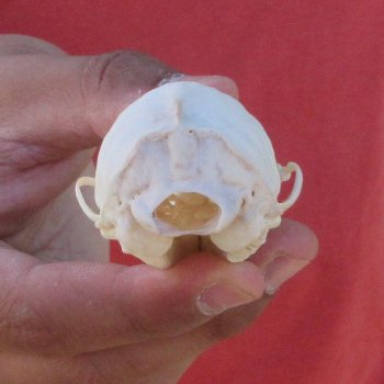 3-1/2" American Pine Marten Skull