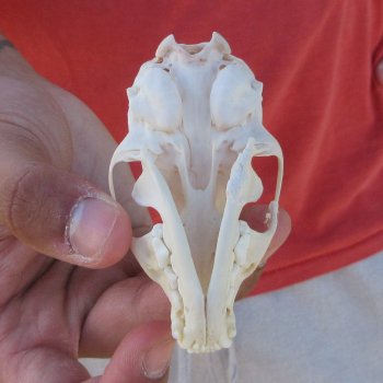 3-1/2" American Pine Marten Skull