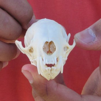 3-1/2" American Pine Marten Skull
