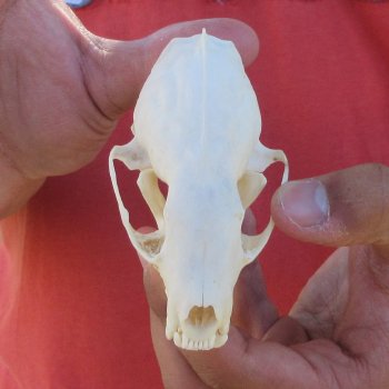 3-1/2" American Pine Marten Skull
