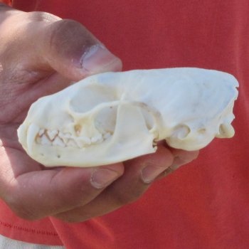 3-1/2" American Pine Marten Skull