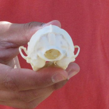 3-1/2" American Pine Marten Skull